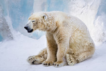 Tired Polar Bear Yawning