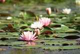 water lilly