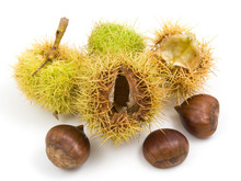 Horse Chestnuts Conkers