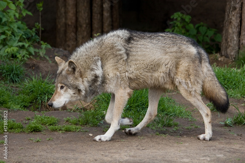 Plakat na papierze fotorealistycznym Szary wilk, canis lupus