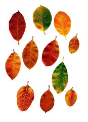 Wall Mural - leaves