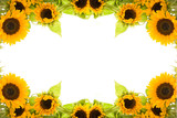 sunflowers
