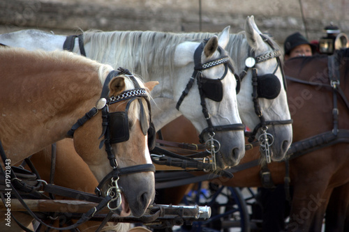 Cavalli Con Paraocchi Acquista Questa Foto Stock Ed Esplora Foto Simili In Adobe Stock Adobe Stock