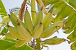 © Luis Carlos Jiménez - platanos 2