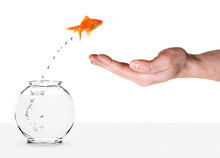 Goldfish Jumping Out Of Fishbowl And Into Human Palm