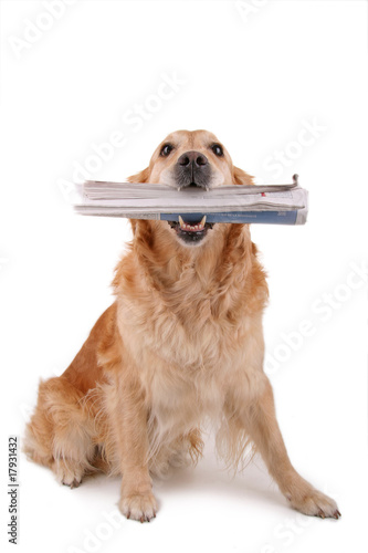 Láminas chien golden retriever assis avec un journal dans la geule