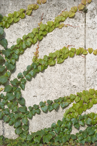 Fototapeta na wymiar Climbing Vines of Ivy