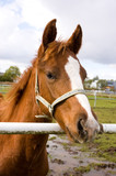 Fototapeta Konie - Portrait of a beautiful quarter horse foal