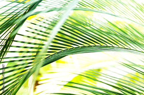 Fototapety Botaniczne  palmenblatt-im-sonnenlicht-motion-blur