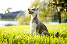 Alaskan Klee Kai Puppy Sitting On Grass Looking Up