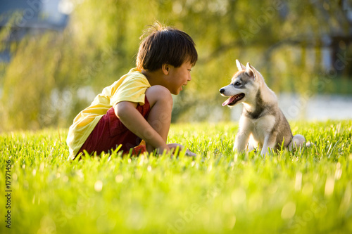 Fotomural Young Asian boy playing with Alaskan Klee Kai puppy on grass