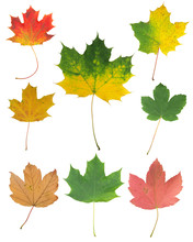 Colored Maple Leaves Isolated On White