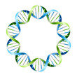 DNA Strands on circle. Vector.