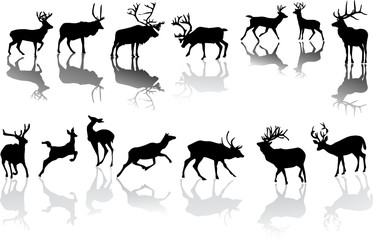 Canvas Print - fourteen deers with reflections