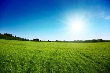 Wall Mural - spring day and green field