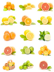 Wall Mural - citrus fruit collection