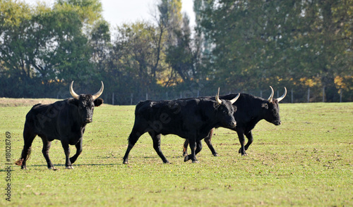 Naklejka samoprzylepna Buhaje camargue