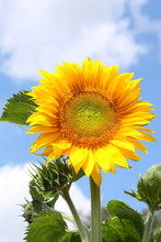 Sunflower With Blue Sky.