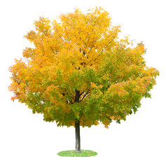 Wall Mural - Maple Tree