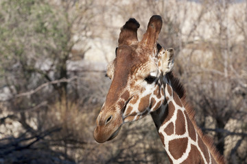 girafe