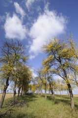 Wall Mural - Old plum orchard