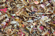 Autumn leaf litter