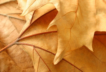 autumn leaves