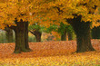 Leinwanddruck Bild autumn path