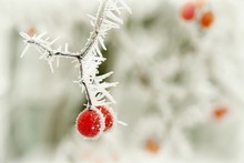 Red Berries Covered With Frost In The Winter