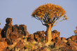 Köcherbaum Namibia,