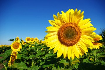 Wall Mural - sunflower