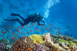 Diver under the coral reef