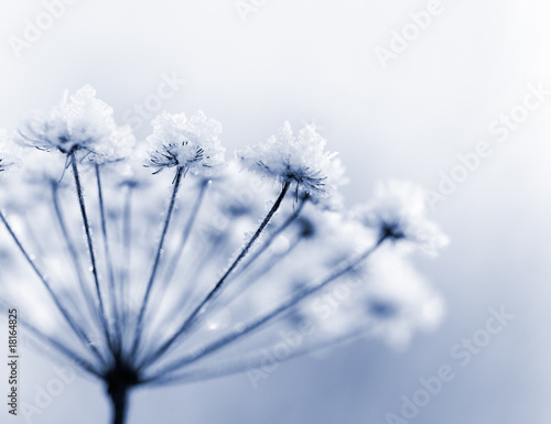 Naklejka - mata magnetyczna na lodówkę Frozen flower