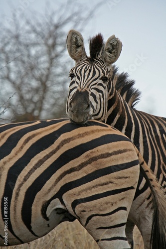 Plakat na papierze fotorealistycznym Zebry, zebra stepowa, republika południowej afryki