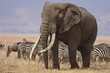 Bull elephant in the Ngorongoro Crater in Tanzania.