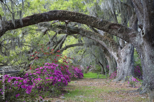 Fotografie, Obraz Live Oaks and colorful azaleas in Charleston South Carolina.