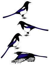 Vectors Of Mapie Birds