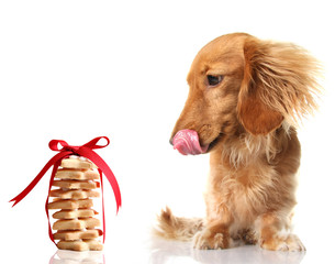 Hungry dachshund eyeing shortbread cookies.