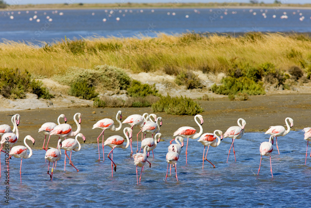 flamingos, Parc Regional de Camargue, Provence, France - obrazy, fototapety, plakaty 