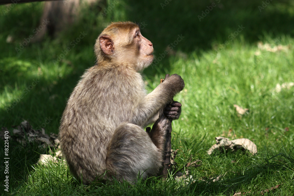 Berberaffe mit Stöckchen