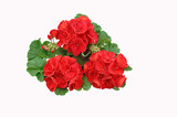 Fototapeta  - geranium rouge