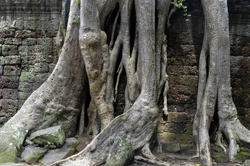 Wall Mural - Angkor / Ta Prohm-Temple