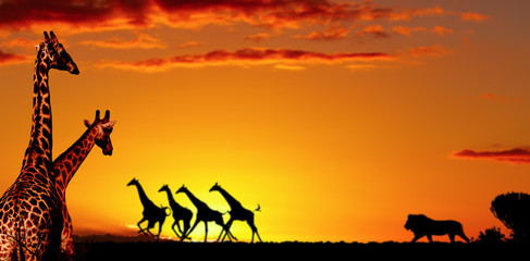 african nature concept