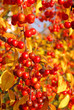 Wildkirsche im Herbst - wild cherry in fall 02