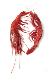 gamba roja (carabinero)