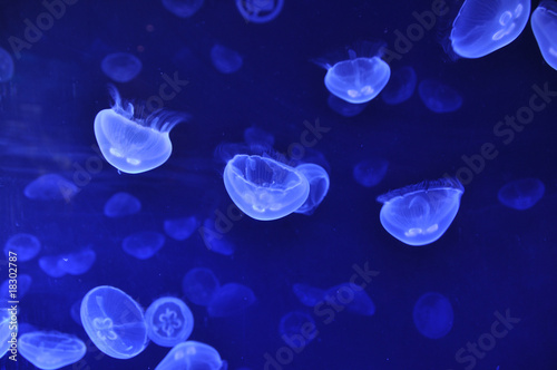 Tapeta ścienna Meduza