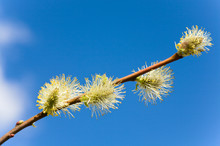Spring Willow Twig On Blue Sky Background
