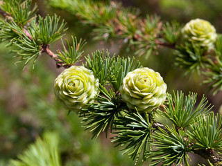 christmas tree pine cones on branch with leaves