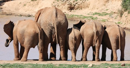Wall Mural - african elephant behinds