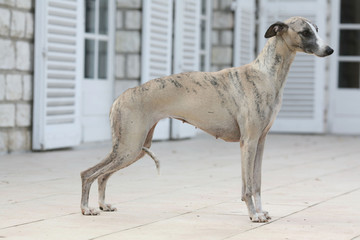 jeune lévrier whippet sur une terrasse devant la maison